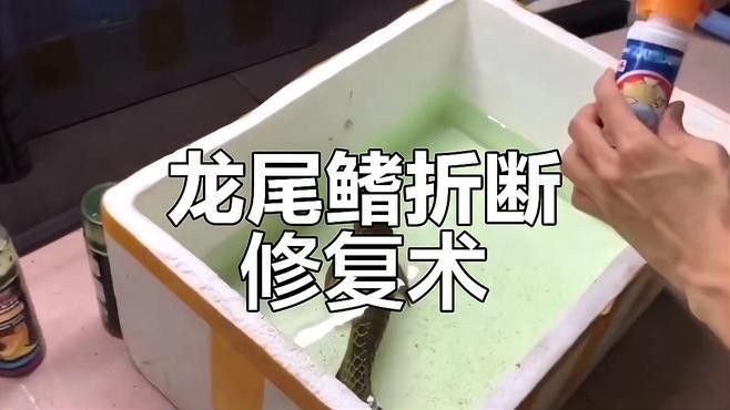 如何安全地給龍魚下麻藥（如何在不傷害龍魚的情況下安全地給龍魚下麻藥）